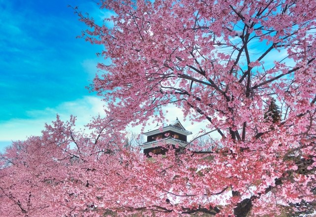長野県：上田市の桜の名所ランキング：上田城跡公園の見頃の時期は4月上旬から4月中旬頃