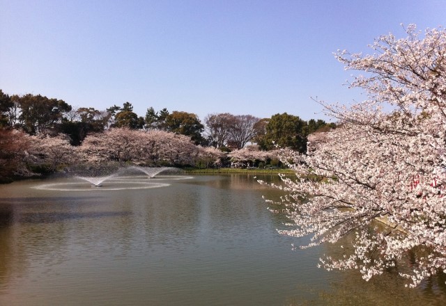 名古屋の桜の名所ランキング：名城公園の桜の見頃の時期は3月下旬から4月上旬頃