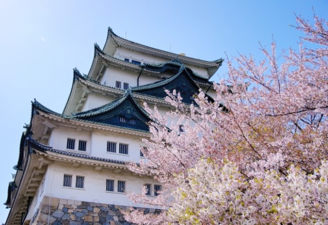 名古屋の桜の名所ランキング：名古屋城の桜の見頃の時期は3月下旬から4月上旬頃