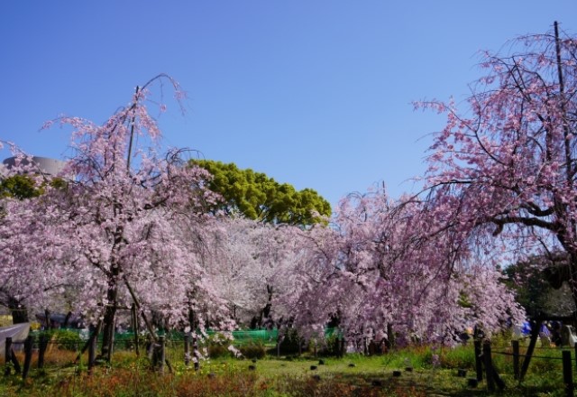 名古屋の桜の名所ランキング：鶴舞公園の桜の見頃の時期は3月下旬から4月上旬頃