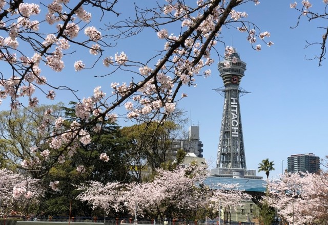 大阪の桜の名所：通天閣の桜の見頃の時期は『3月下旬～4月上旬』