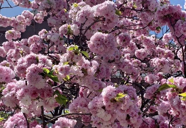 大阪の桜の名所：造幣局の桜の見頃の時期は『3月下旬～4月上旬』