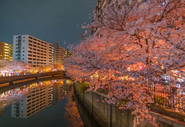 横浜の桜の名所ランキング：大岡川プロムナードの桜の見頃の時期は3月下旬～4月月初