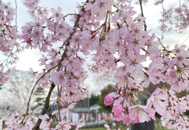仙台の桜の名所ランキング：西公園櫻岡花見の見頃の時期は4月中旬頃