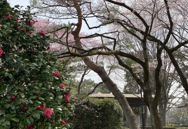 仙台の桜の名所ランキング：榴岡公園の見頃の時期は4月中旬頃