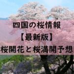 【2024】四国の桜開花予想と桜満開予想！高松・徳島・松山・高知の桜はいつ咲く？
