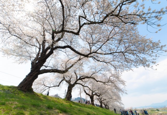 仙台の桜の名所ランキング：白石川堤の見頃の時期は4月上旬頃