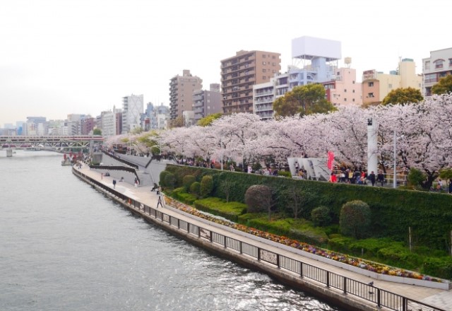 東京の桜の名所ランキング：隅田公園の見頃の時期は3月下旬から4月上旬