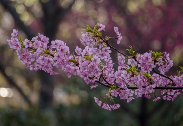 東京の桜の名所ランキング：グランドプリンスホテル高輪の見頃の時期は2月から4月上旬