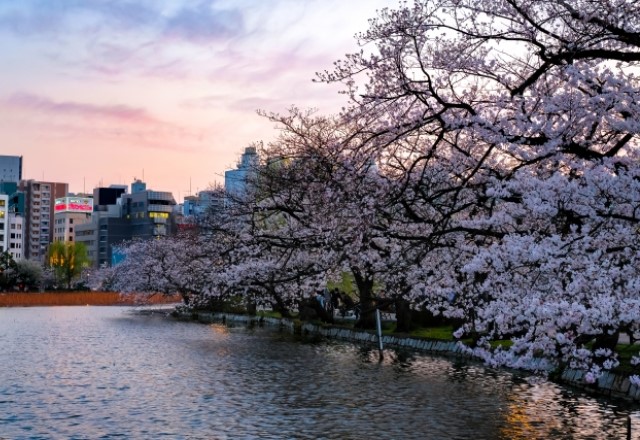 東京の桜の名所ランキング：上野公園の見頃の時期は3月下旬から4月上旬
