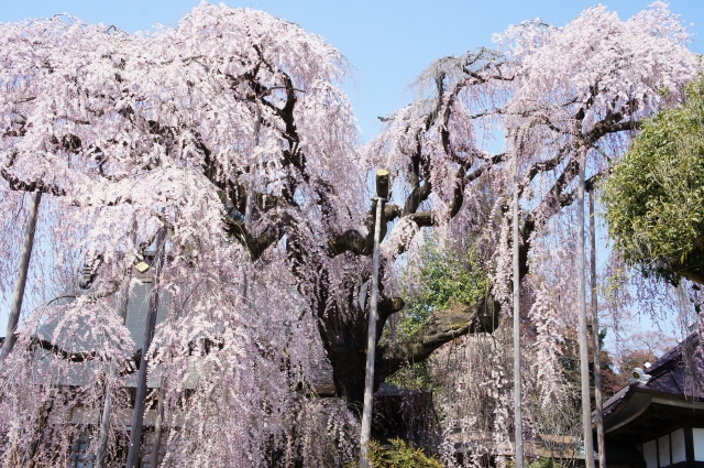 山梨県：甲州市の桜の名所ランキング：慈雲寺の見頃の時期は3月上旬頃