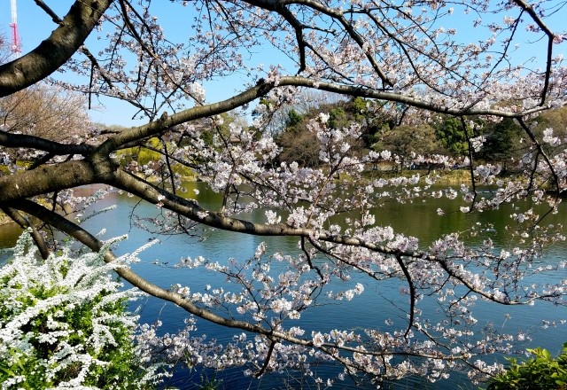 横浜の桜の名所ランキング：三ツ池公園の見頃の時期は2月中旬から4月中旬頃迄