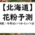 【2024年】北海道のシラカバ花粉情報と予測！花粉症とシラカバの時期はいつまで？