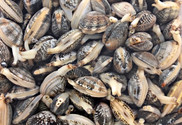 愛知県の潮干狩りの貝の種類：アサリが最もたくさん！一番いっぱいいるかいの種類