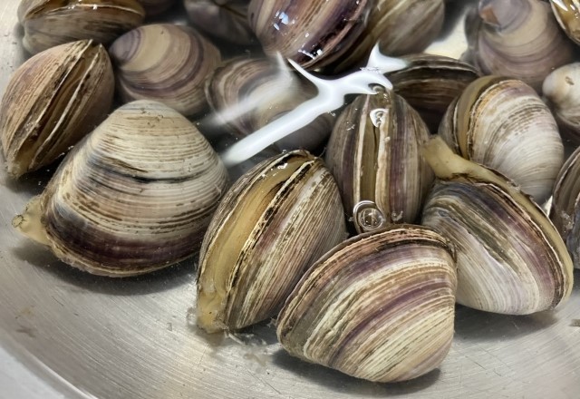 愛知県の潮干狩りの貝の種類：バカガイ（アサリの次に多く取れる貝）