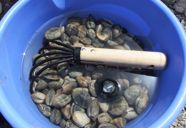 千葉県の潮干狩りの貝の種類：いっぱいいる貝は『あさり』