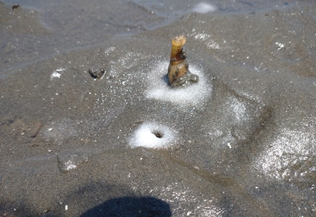 千葉県の潮干狩りの貝の種類：マテ貝の潮干狩りが面白い！塩を穴に入れて捕獲する