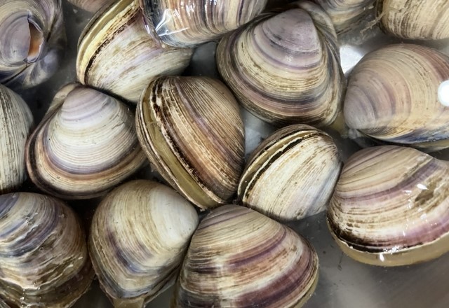 千葉県の潮干狩りの貝の種類：シオフキ貝