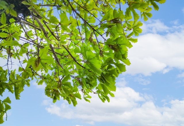 柏餅の葉っぱの正体：ブナ科の落葉高木の『柏の木の葉』