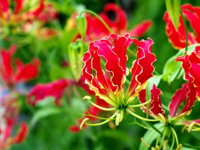 ほったらかで毎年咲く仏花：グロリオサ