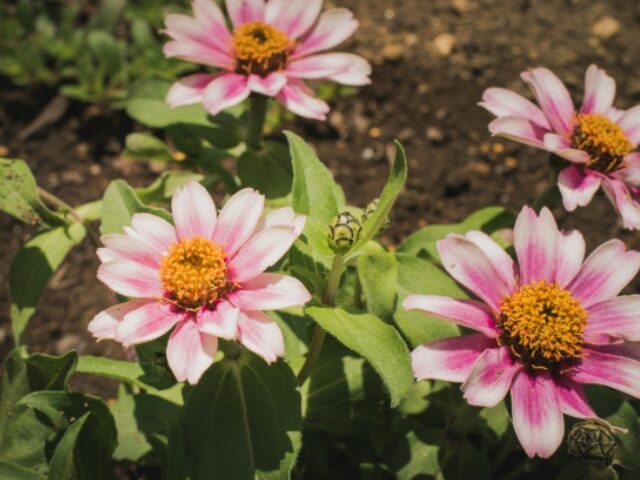 ほったらかで毎年咲く仏花：百日草