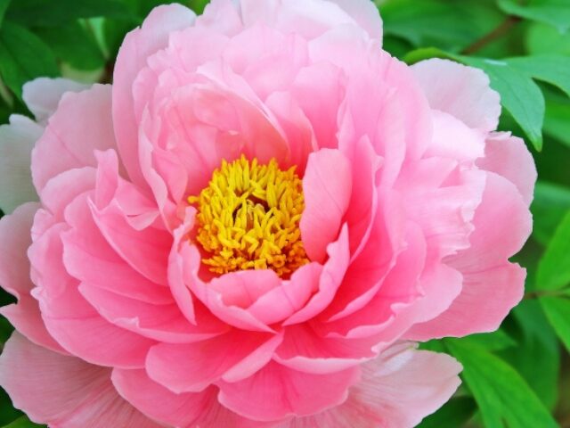 春のお彼岸（お供え物）：花は牡丹がおすすめ！