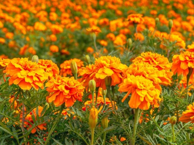 敬老の日にプレゼントしてはいけない花は『マリーゴールド』