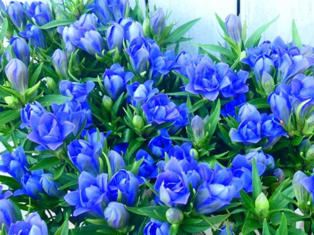 敬老の日の定番の花と言えばリンドウ:花言葉は『勝利、正義、忠実』