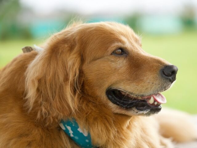 大型犬の種類（ゴールデンレトリーバー、ラブラドール、土佐犬等）