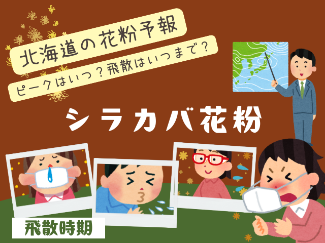 【2026年】シラカバ花粉の時期はピーク日はいつ?飛散はいつまで?今年の予報情報