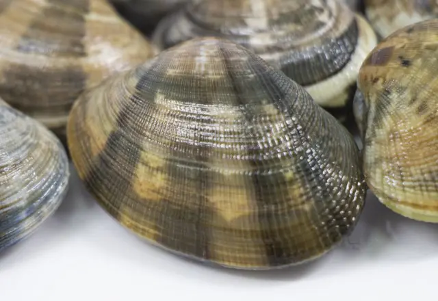 貝の見分け方:あさり(写真:3~4cm)