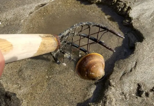 貝の見分け方:はまぐり(写真:6~8cm)