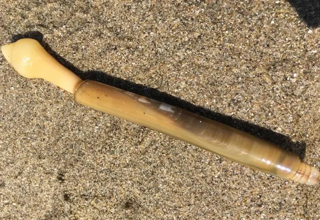 貝の見分け方:マテ貝(写真:細長い)