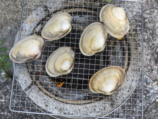 貝の見分け方:大アサリ(写真:8~10cm)