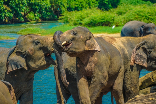 象の寿命と一生は何年？動物園と野生のアフリカ象とアジアゾウの平均寿命を解説