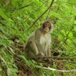 日本猿（ニホンザル）の特徴・生態系・生息地域！体長から体重＋握力や走る速さとは？