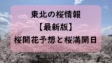 【2024】東北の盛岡・秋田・青森の桜開花予想と桜満開予想情報!東北の桜開花状況