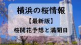 【2024】横浜の桜開花予想と桜満開予想情報！横浜の桜開花状況＋桜の見ごろ時期