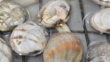 あさりの砂抜きができない!あさりが開かない原因はコレ!簡単な解決方法を紹介!