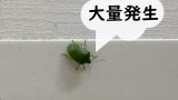 カメムシが大量発生する原因はコレ！ベランダや洗濯物にカメムシがいる理由とは？