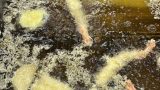 天ぷらは何から揚げる？天ぷらを揚げる順番と美味しい揚げ方を解説！