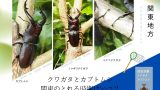 【2026年】関東のカブトムシとクワガタが取れる時期はいつ?朝・夜の時間は何時?