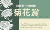 【菊花賞】阿賀野川特別組（2勝クラス）の成績！過去10年の傾向