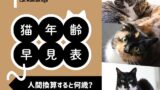 【猫の年齢】人間換算した猫年齢早見表！1～10歳や15歳！20歳以上の猫は何歳？