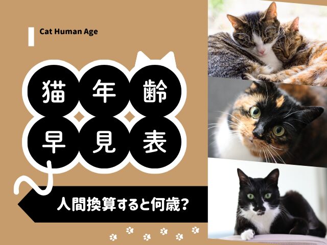 【猫の年齢】人間換算した猫年齢早見表！1～10歳や15歳！20歳以上の猫は何歳？