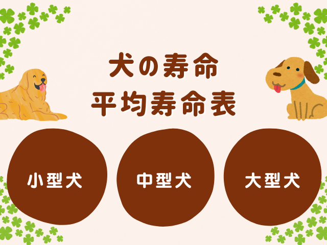 【犬の寿命】平均は何歳くらい？超小型犬・小型・中型・大型犬（2026年:最新版）