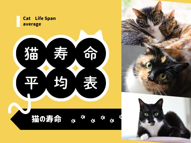【猫の寿命】平均は何歳くらい?室内の猫と野良猫の平均表(2026年:最新版)