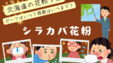 【2026年】シラカバ花粉の時期はピーク日はいつ？飛散はいつまで？今年の予報情報