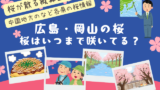【広島・岡山】桜はいつまで咲いてる?2026年に桜が散る時期(中国地方版)