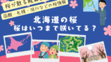 【函館・札幌・旭川】桜はいつまで咲いてる？2026年に桜が散る時期（北海道版）